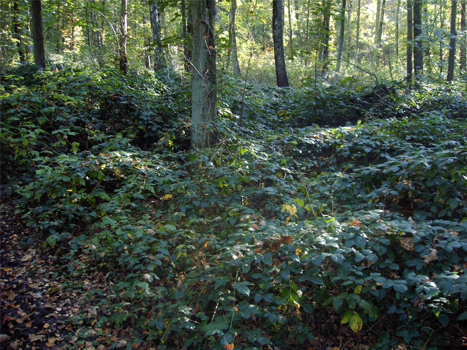 Ежевика кустарник в лесу