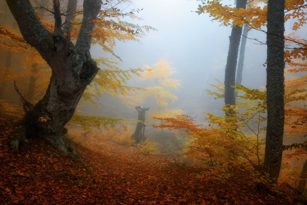 Осенний лес Крым