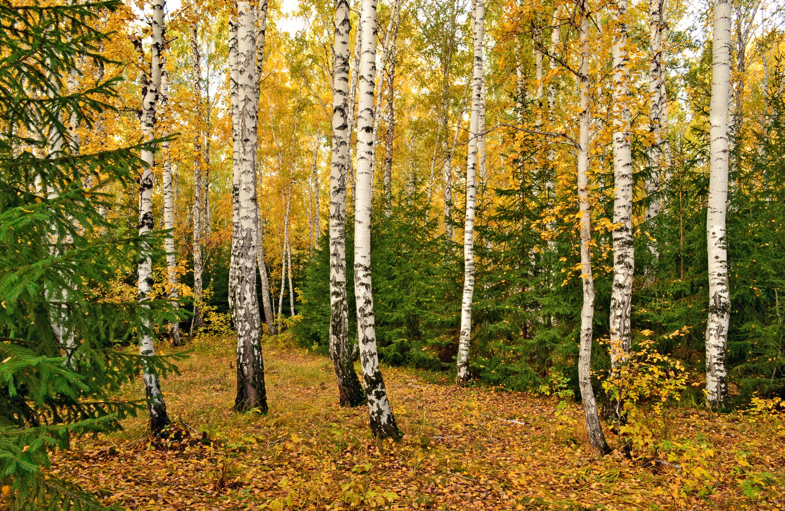Осенний лес издалека