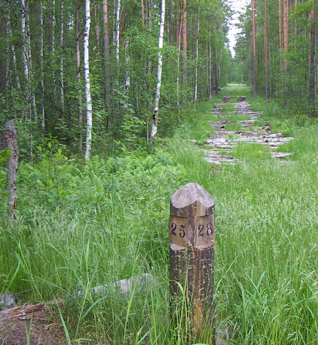 Столбики в лесу