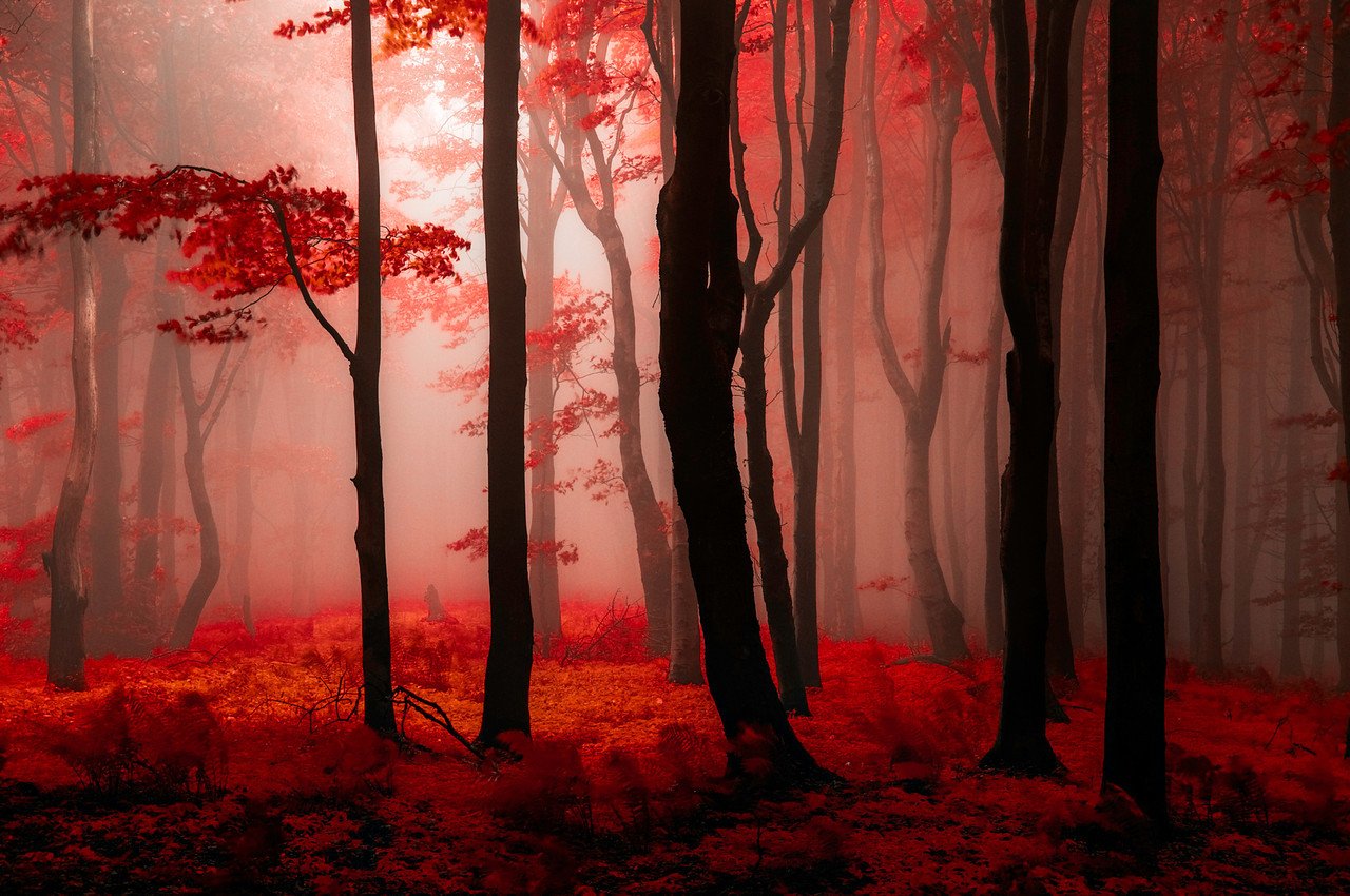Красный жуткий лес