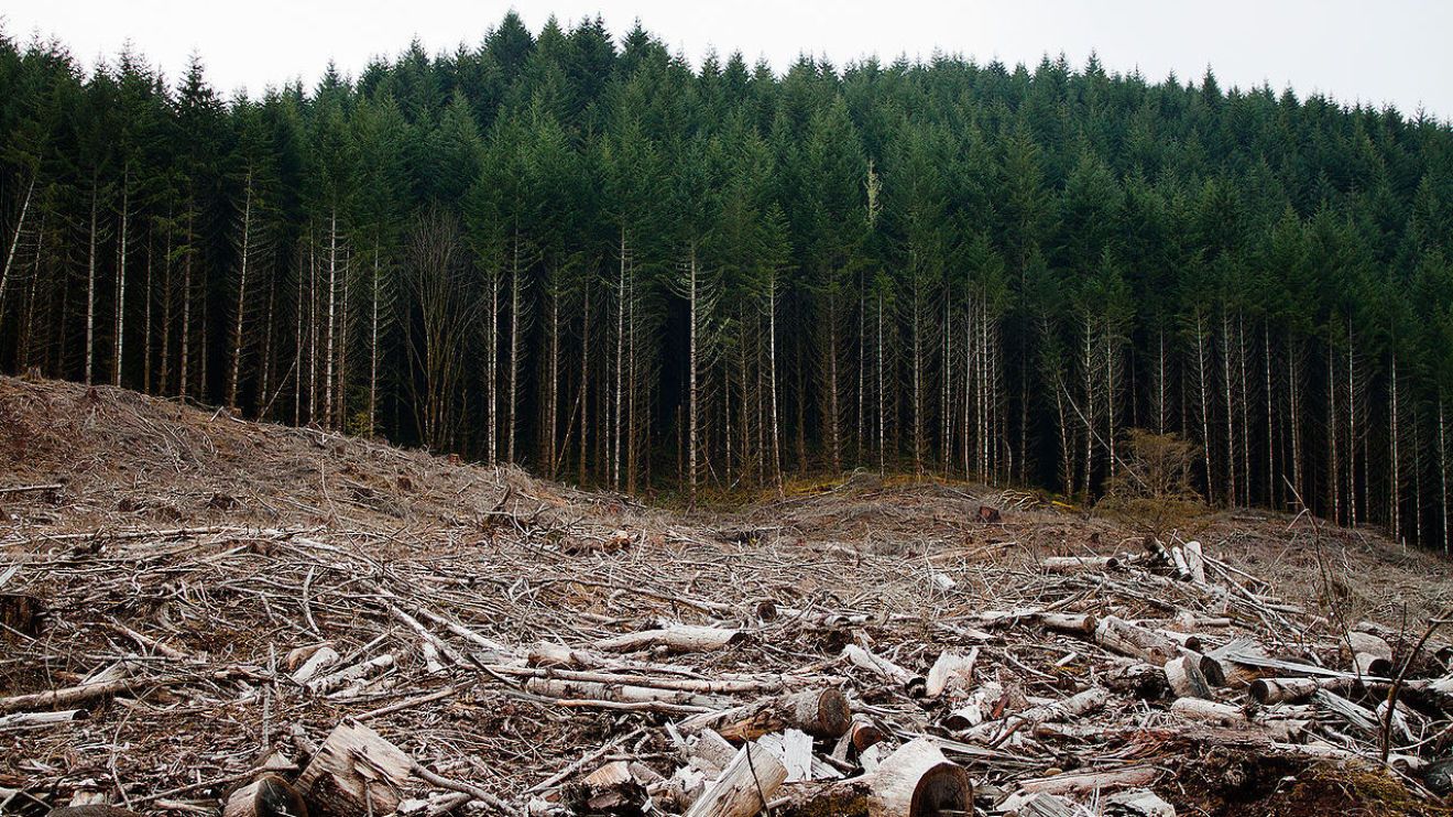 вырубка лесов фото