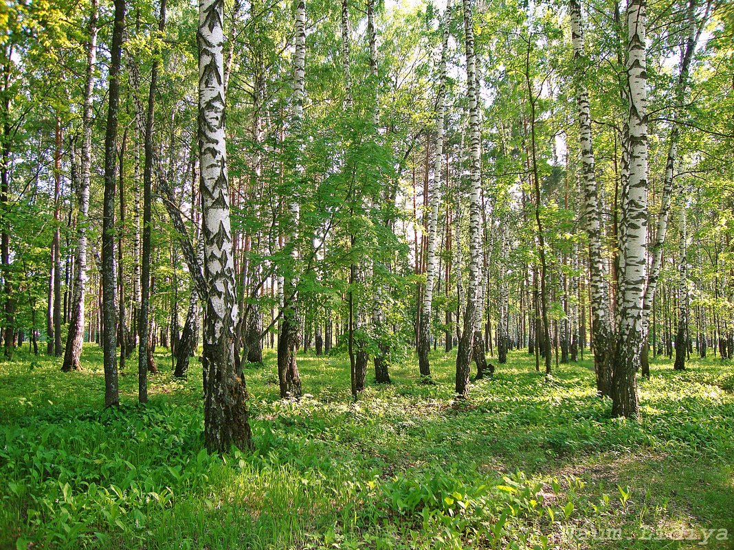 Ахуны Пенза лес