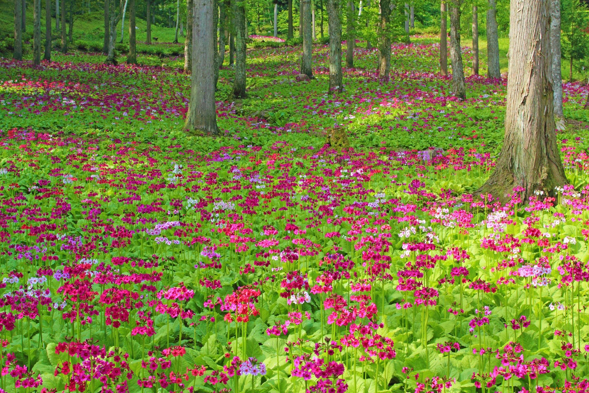 Поляна Цветов В Лесу