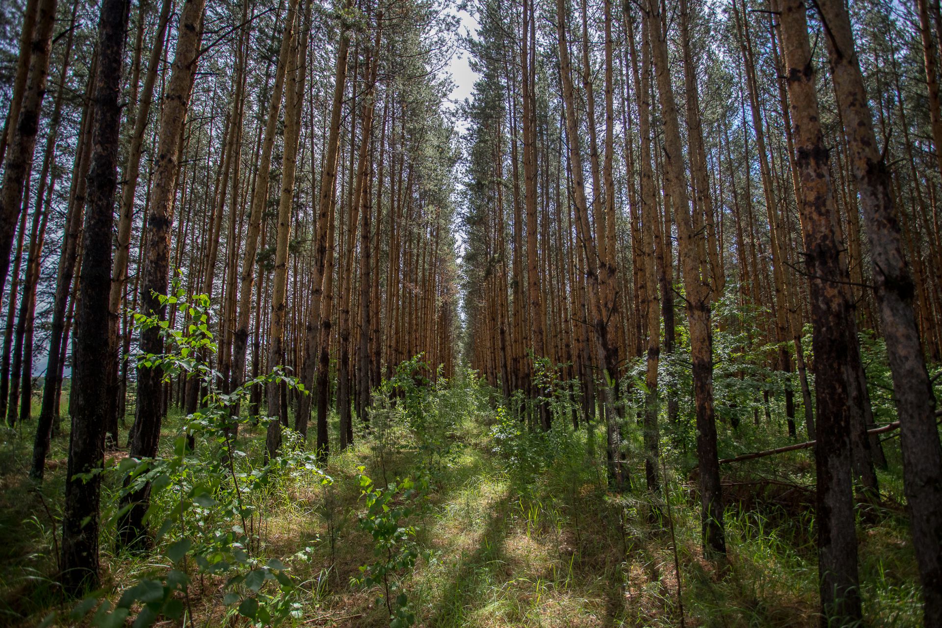 Еловый лес в Новосибирске