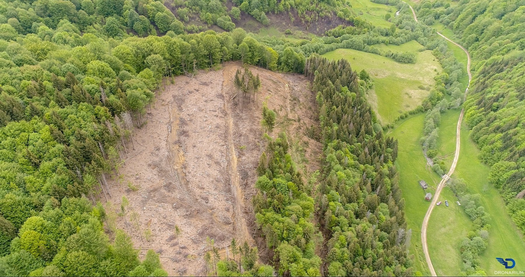 Лысые Карпаты вырубка леса