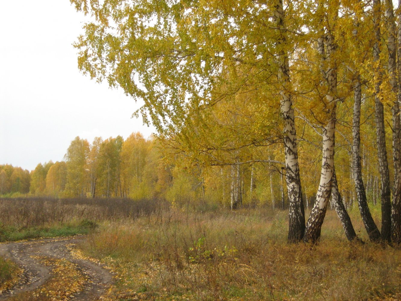 Новосибирский район природа