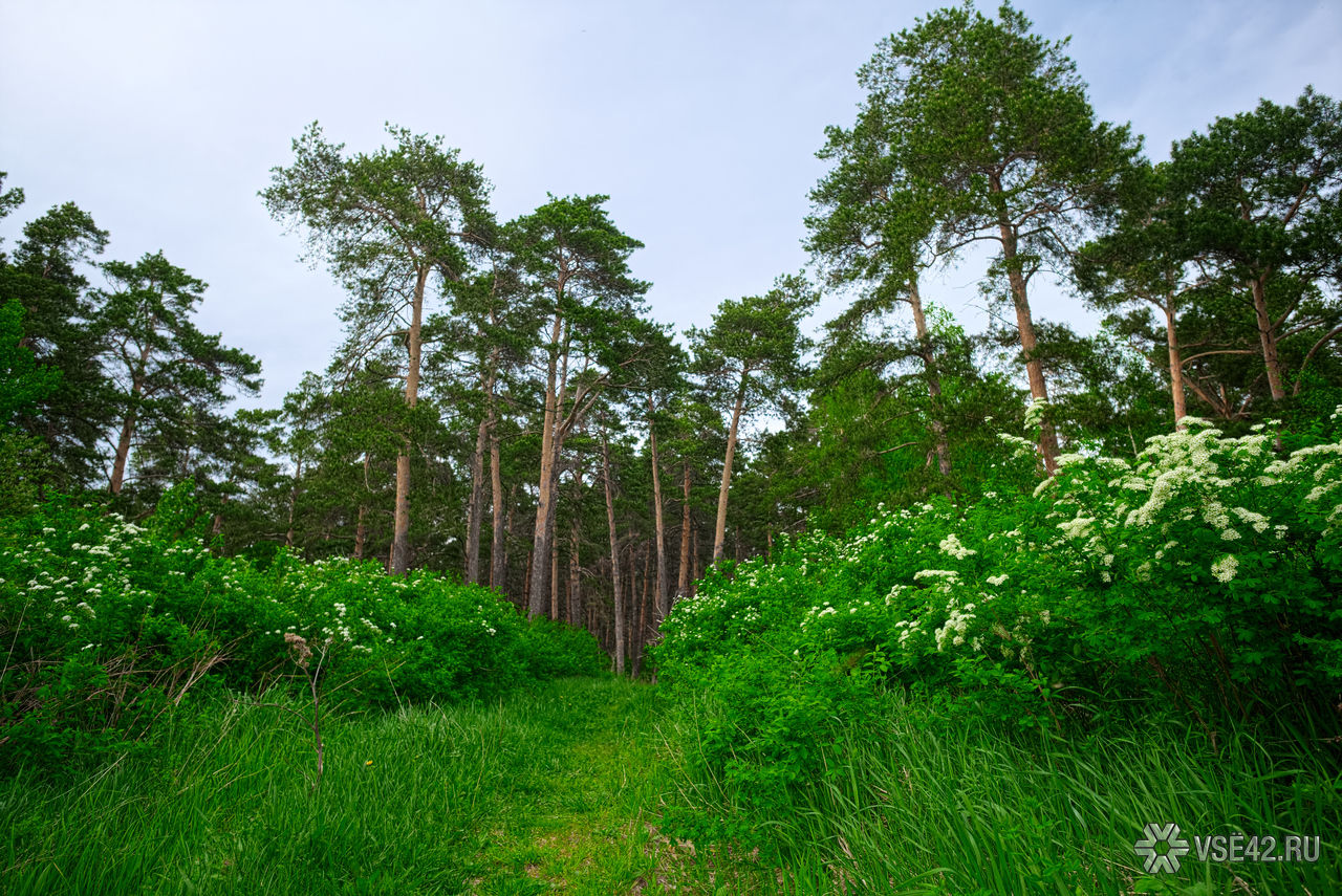 Сосновый лес Кемеровской области