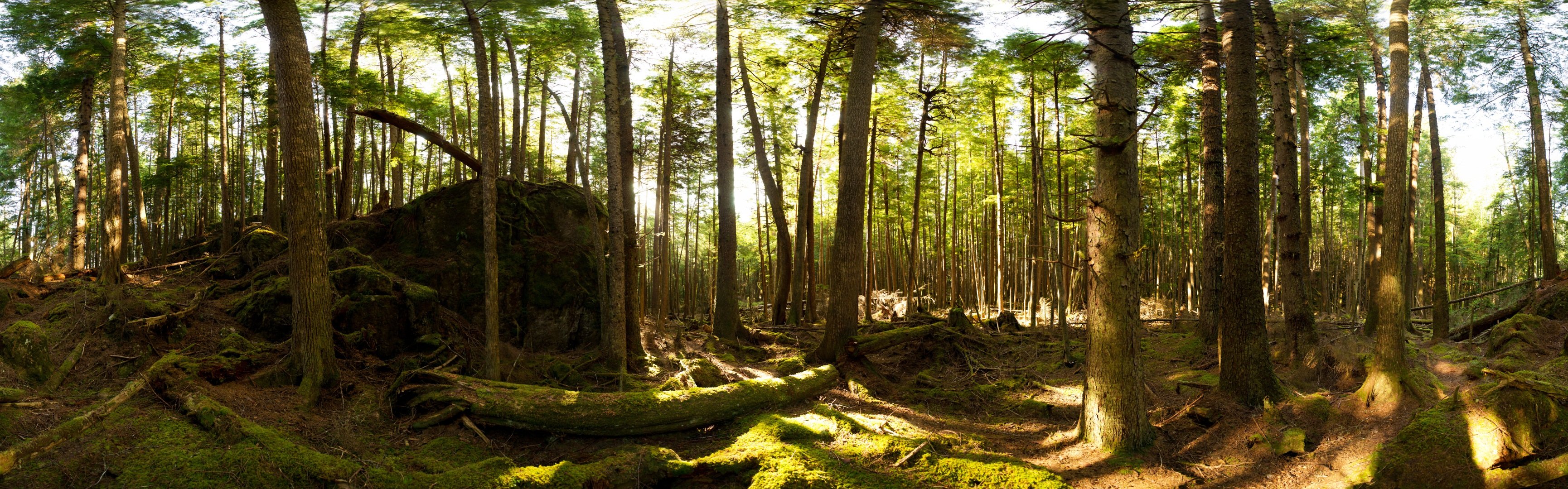 Панорамное изображение леса