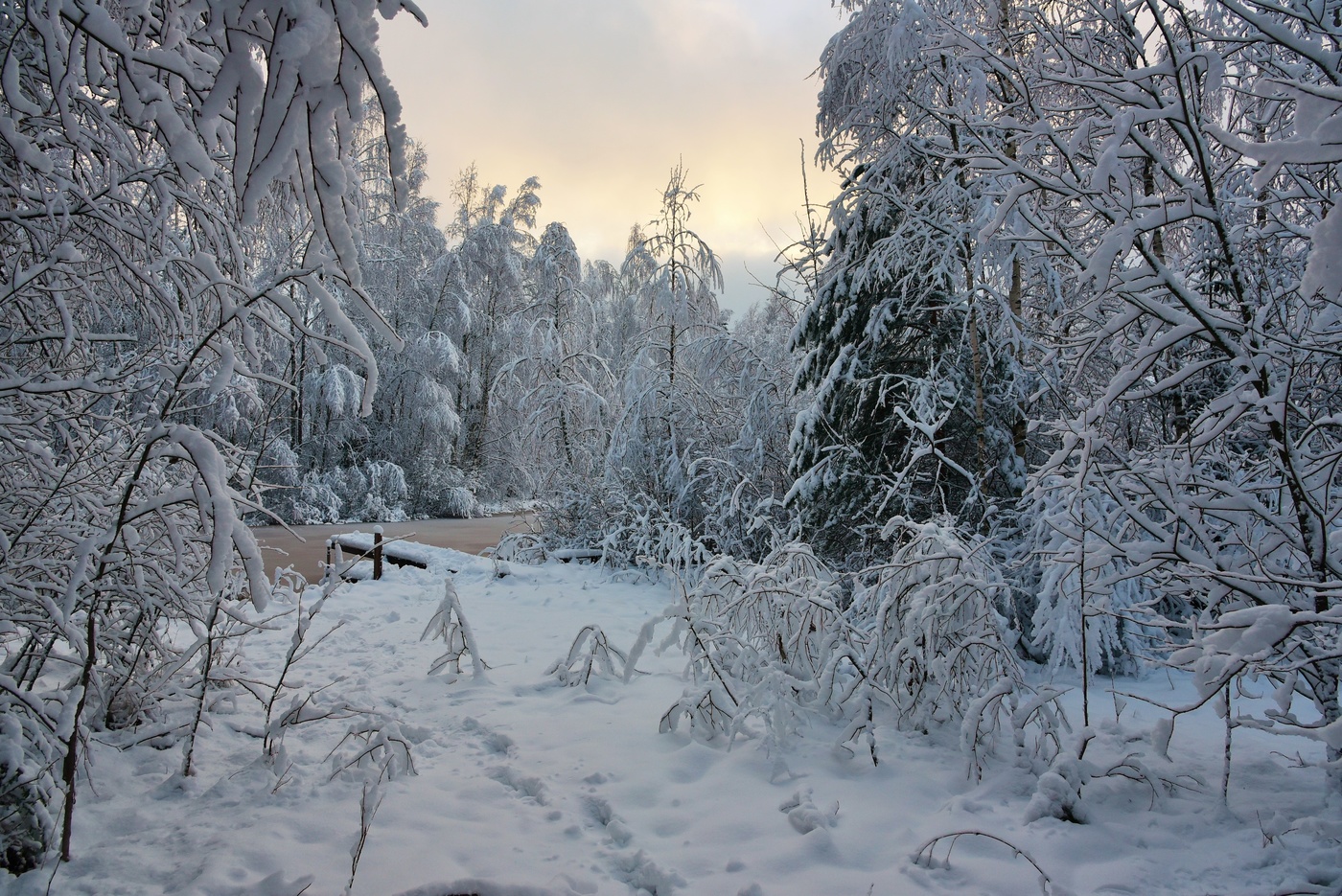 Зимний лес Дементьев