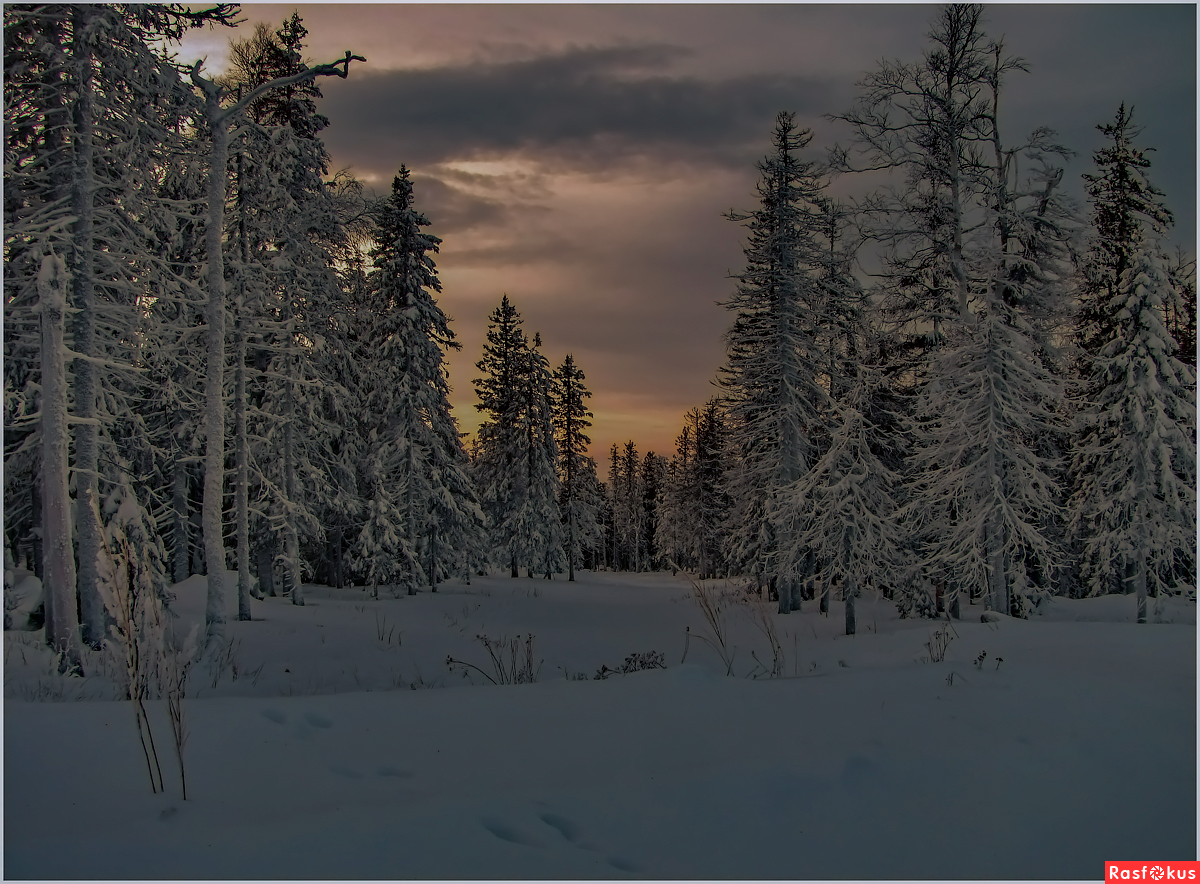 Зима лес Сумерки