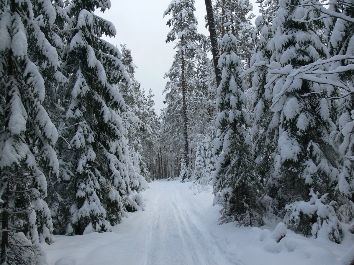 Лыжня в лесу