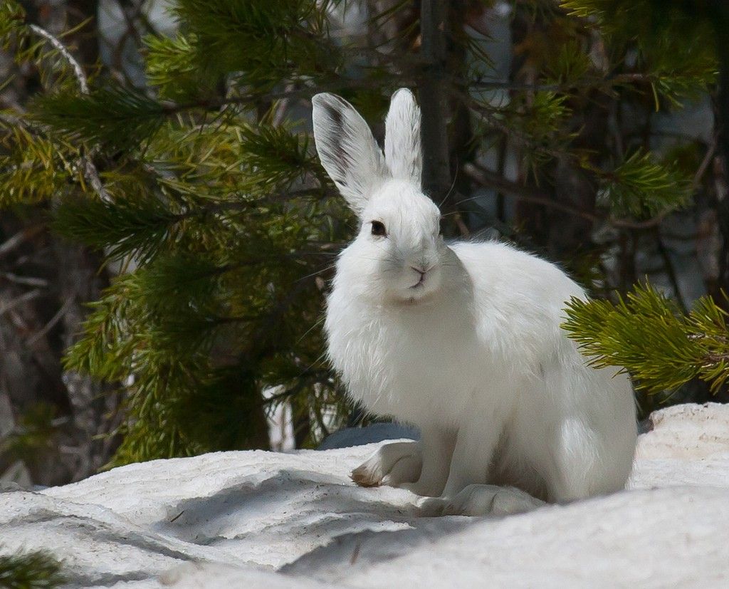 Заяц-Беляк Lepus timidus