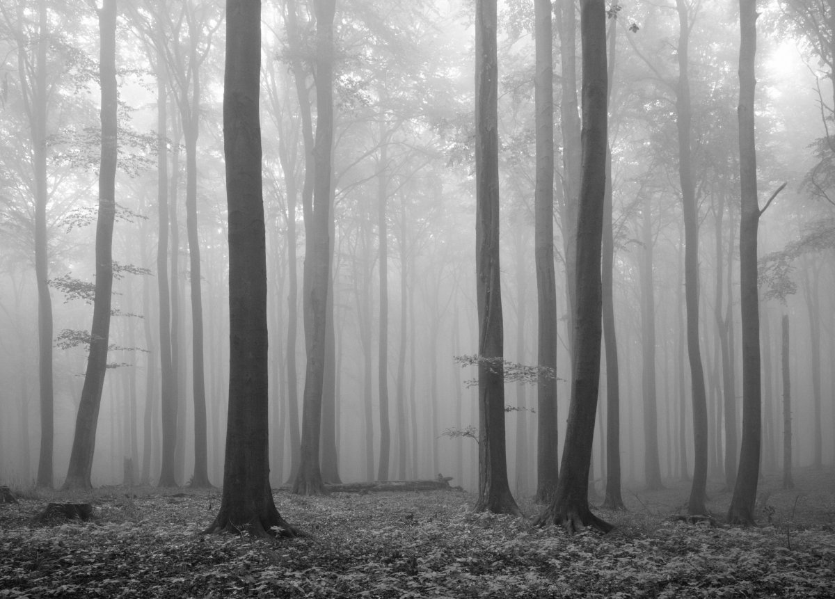 Серый грустный лес