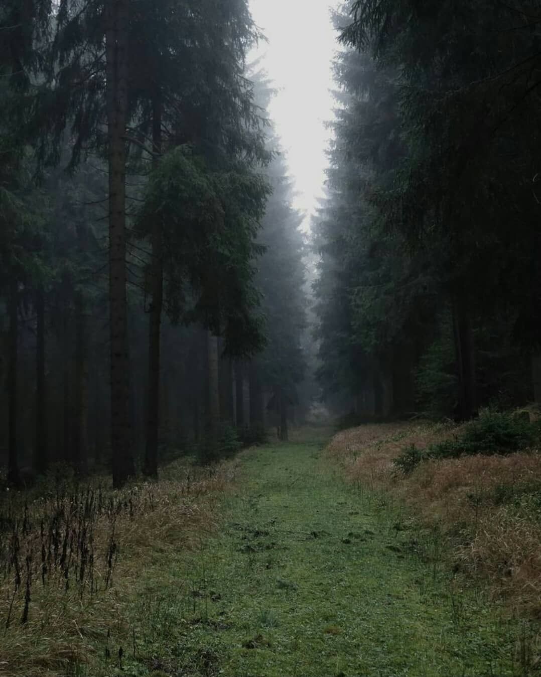 Грустный лес