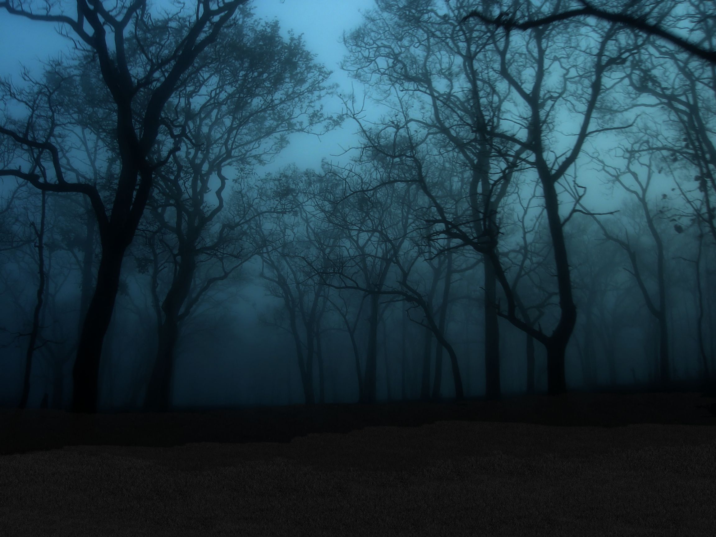 Мрачный лес ночью