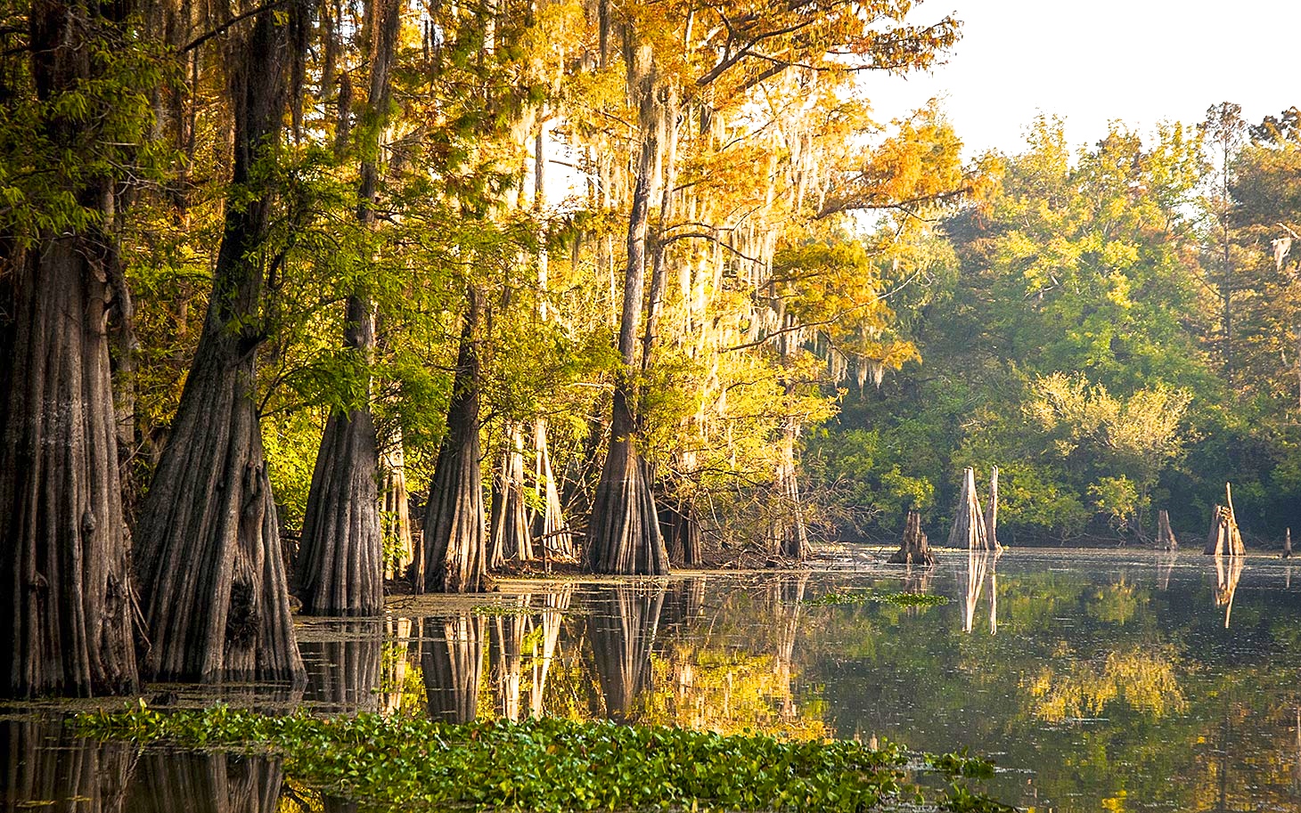 Штат Луизиана природа