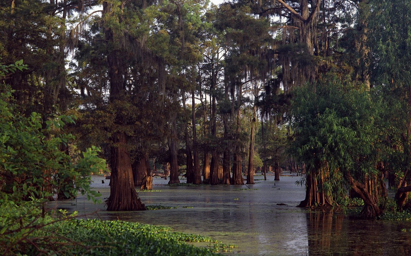 Мангровые леса Луизиана