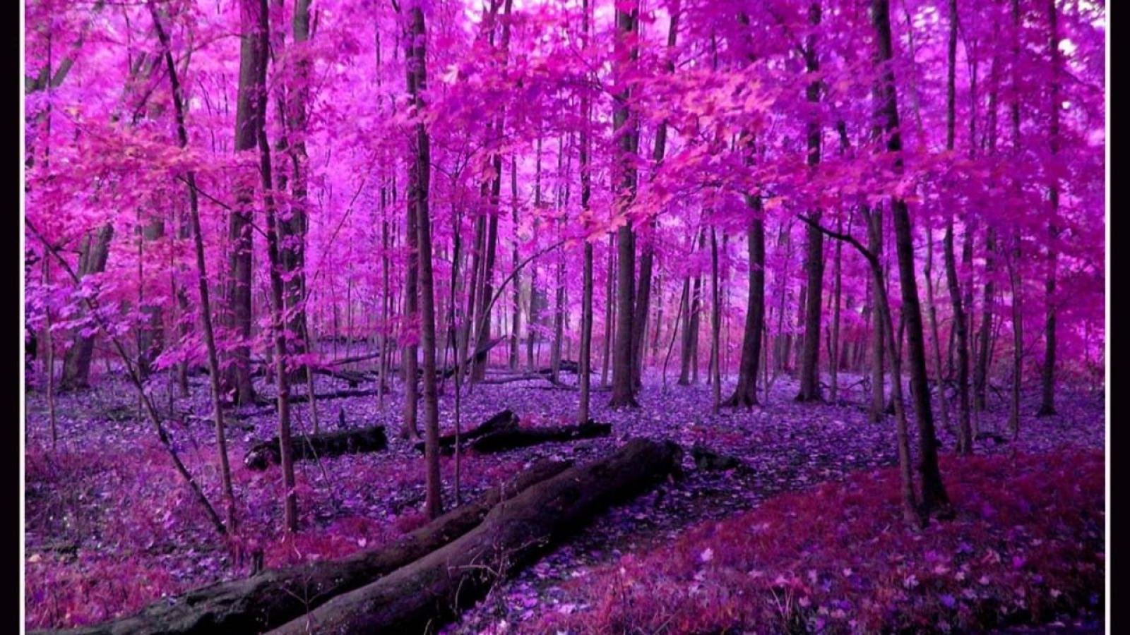 Розовая дырочка на лесной прогулке
