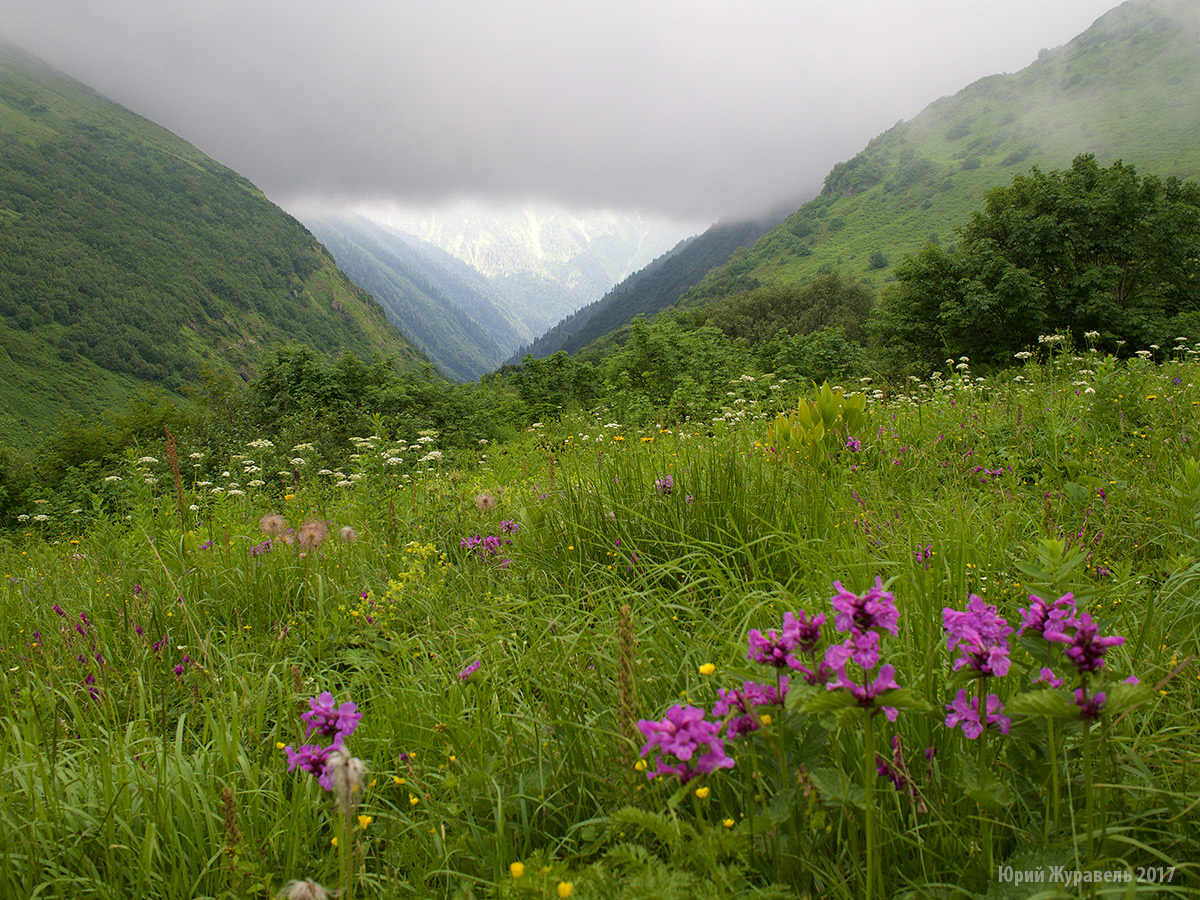 Альпийские Луга Северной Осетии