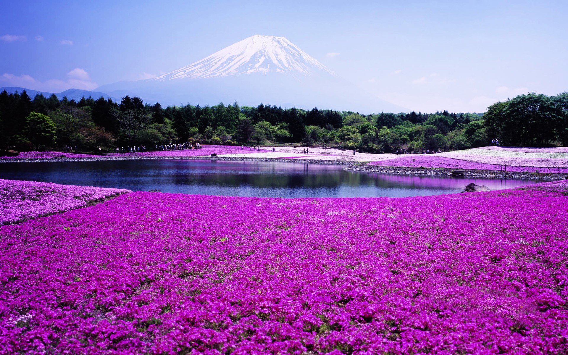 Япония Фудзияма поля цветов