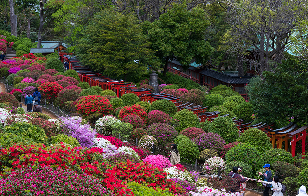 Сад пионов Япония Киото