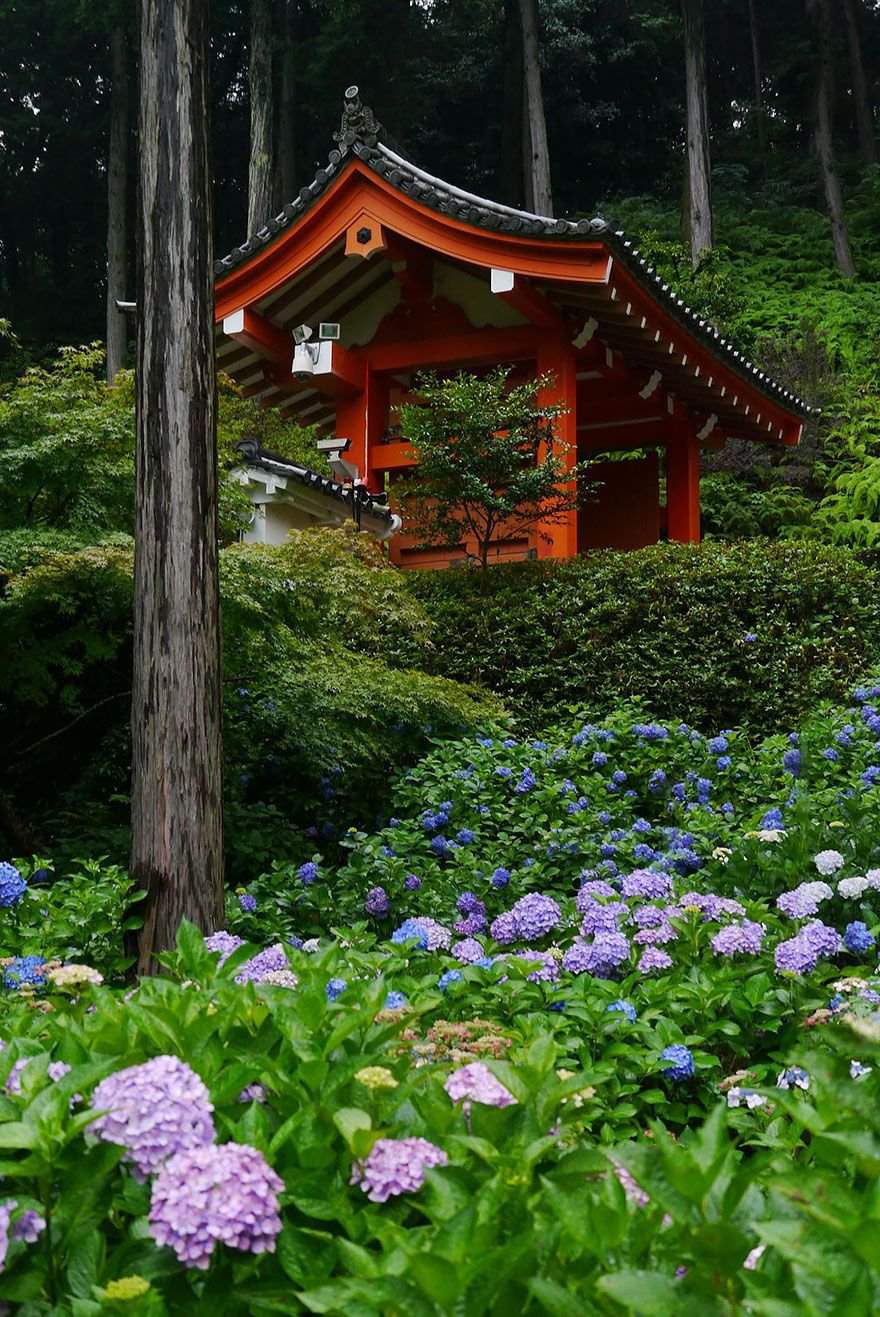 Храм Мимуротодзи Удзи Киото