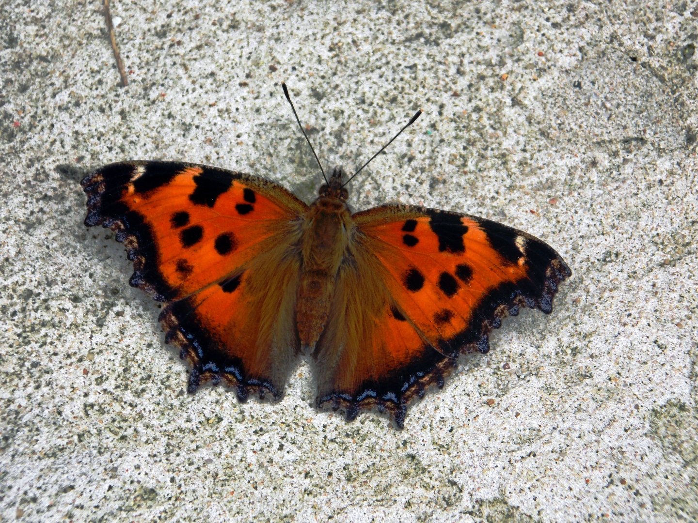 Осевая симметрия в природе бабочки