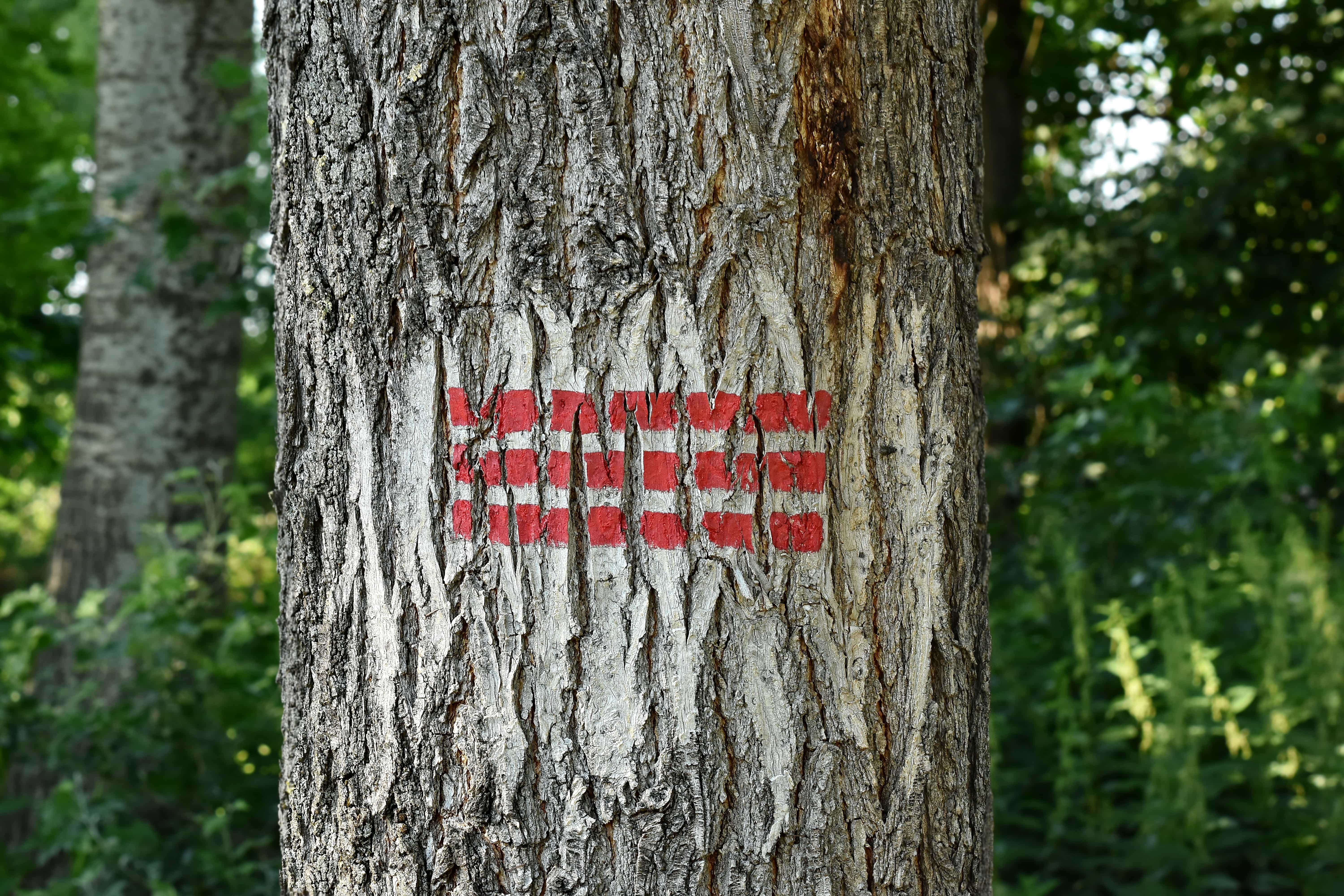 Знак дерева