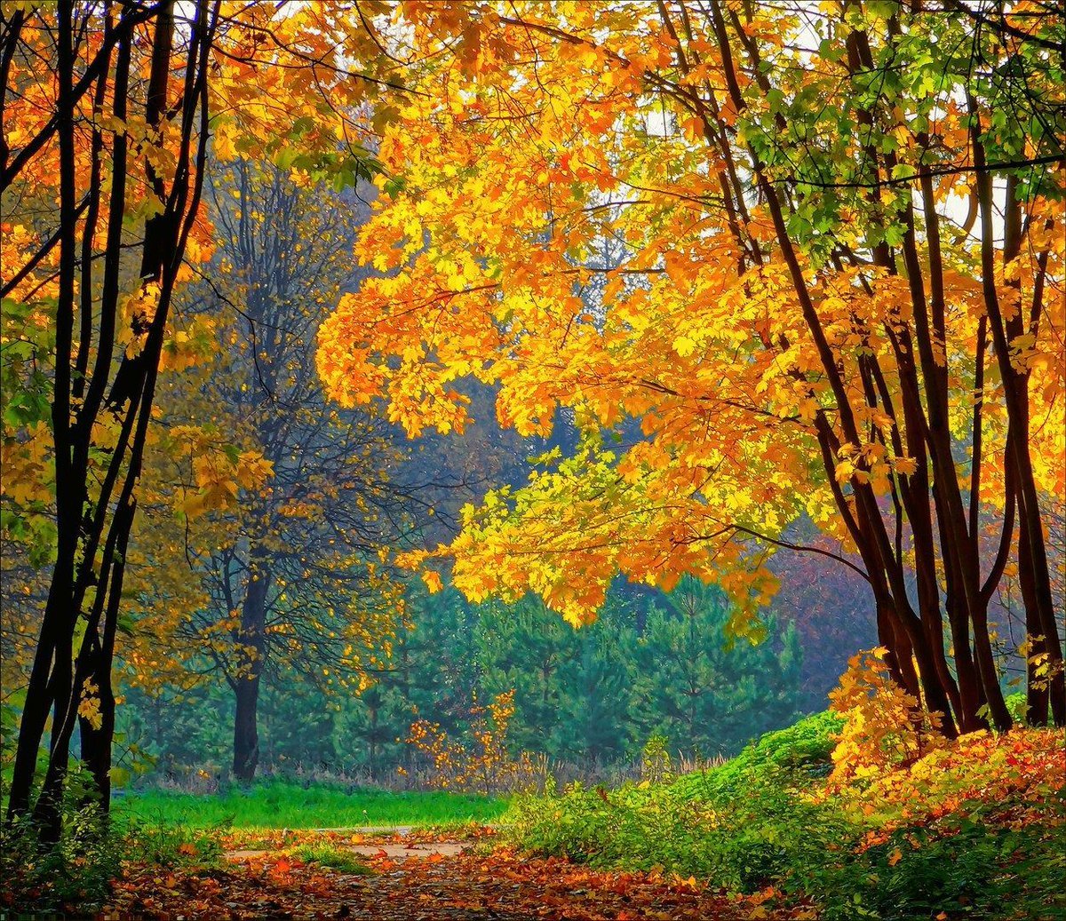 Осенний пейзаж сентябрь