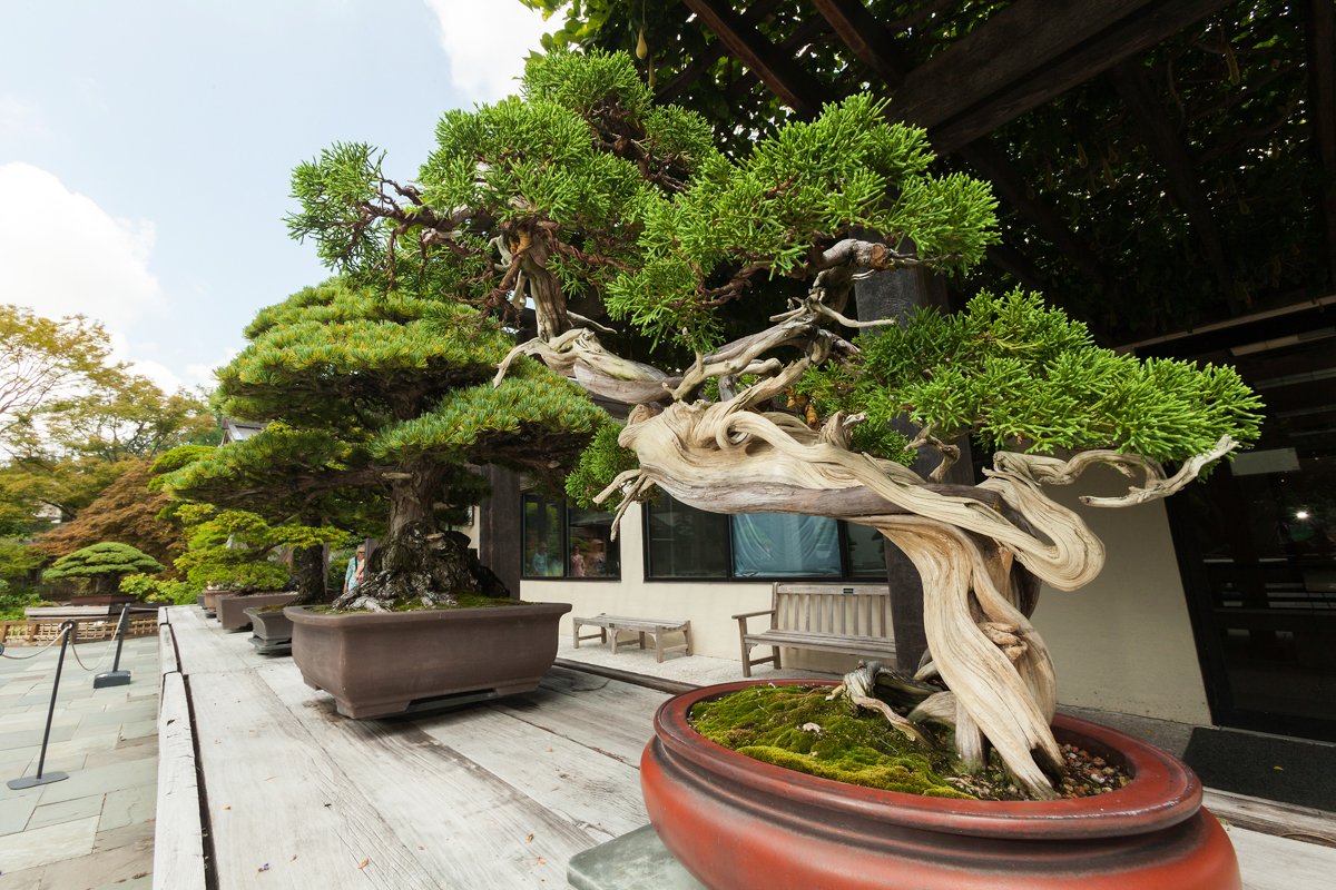 деревья в китае фото и названия