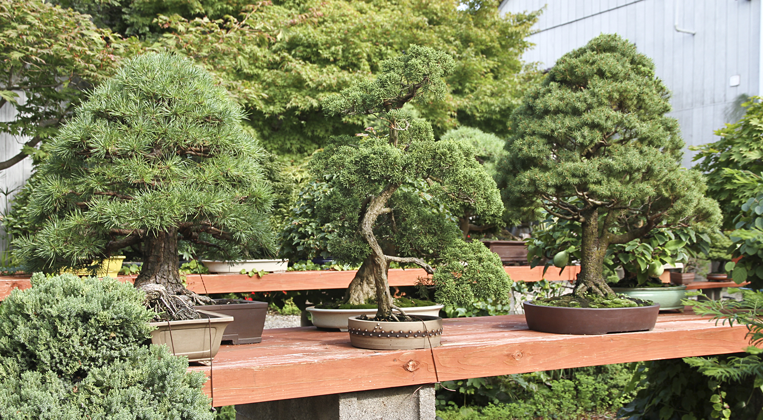 Lion Grove Garden Bonsai