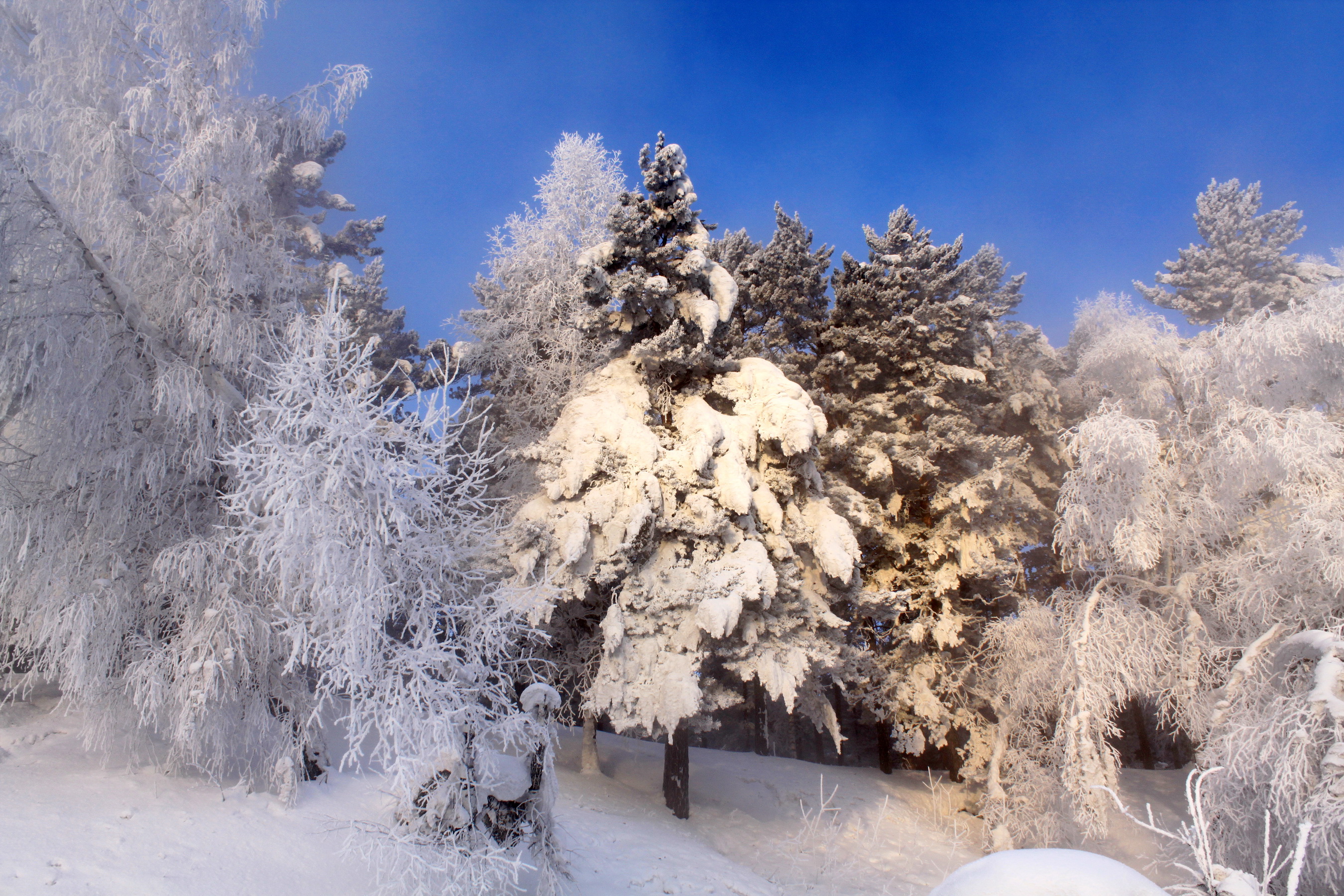 Красивые снежные деревья