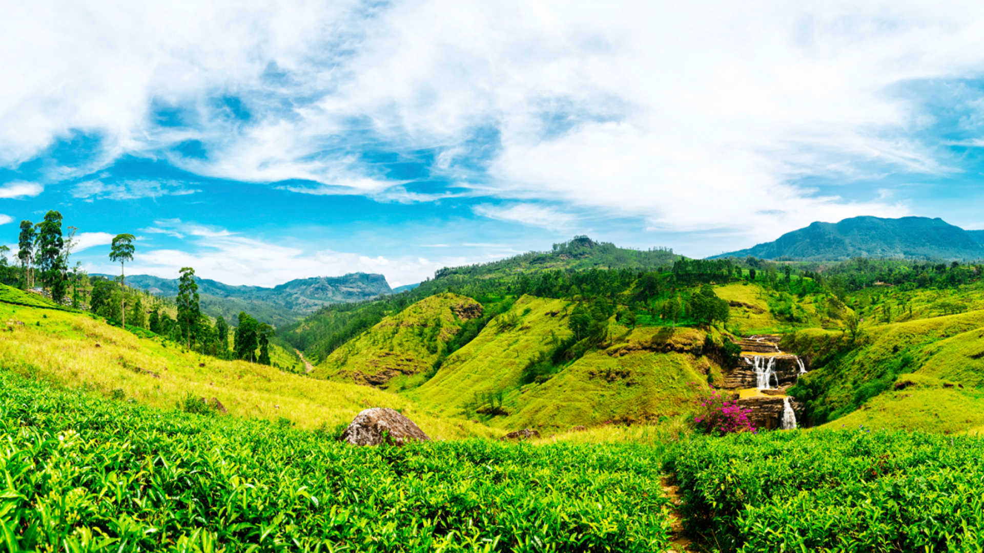 Чайные плантации Канди