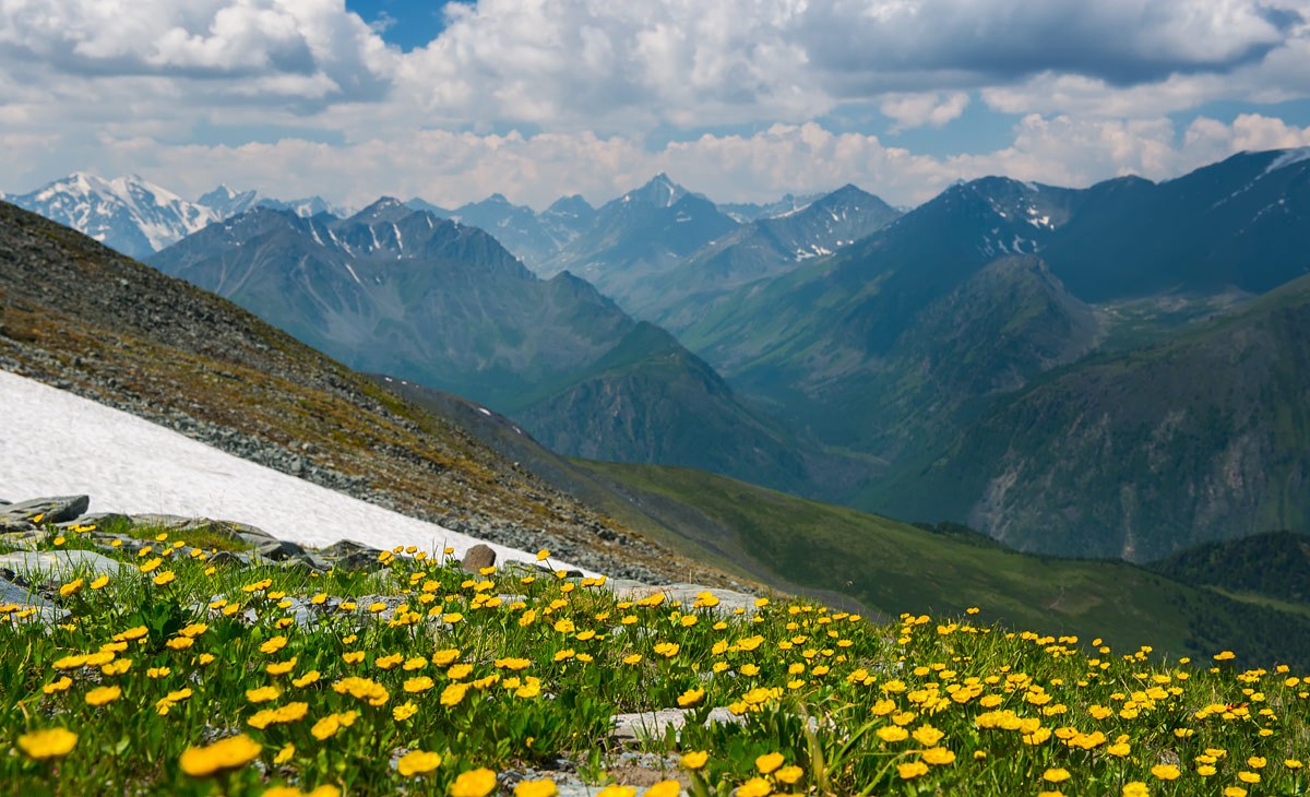 Альпийские Луга золотых гор Алтая
