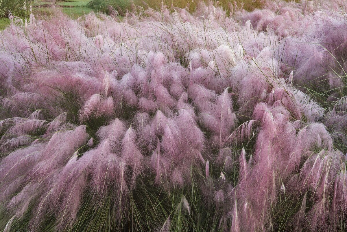 Фиолетовая Пампасная Трава