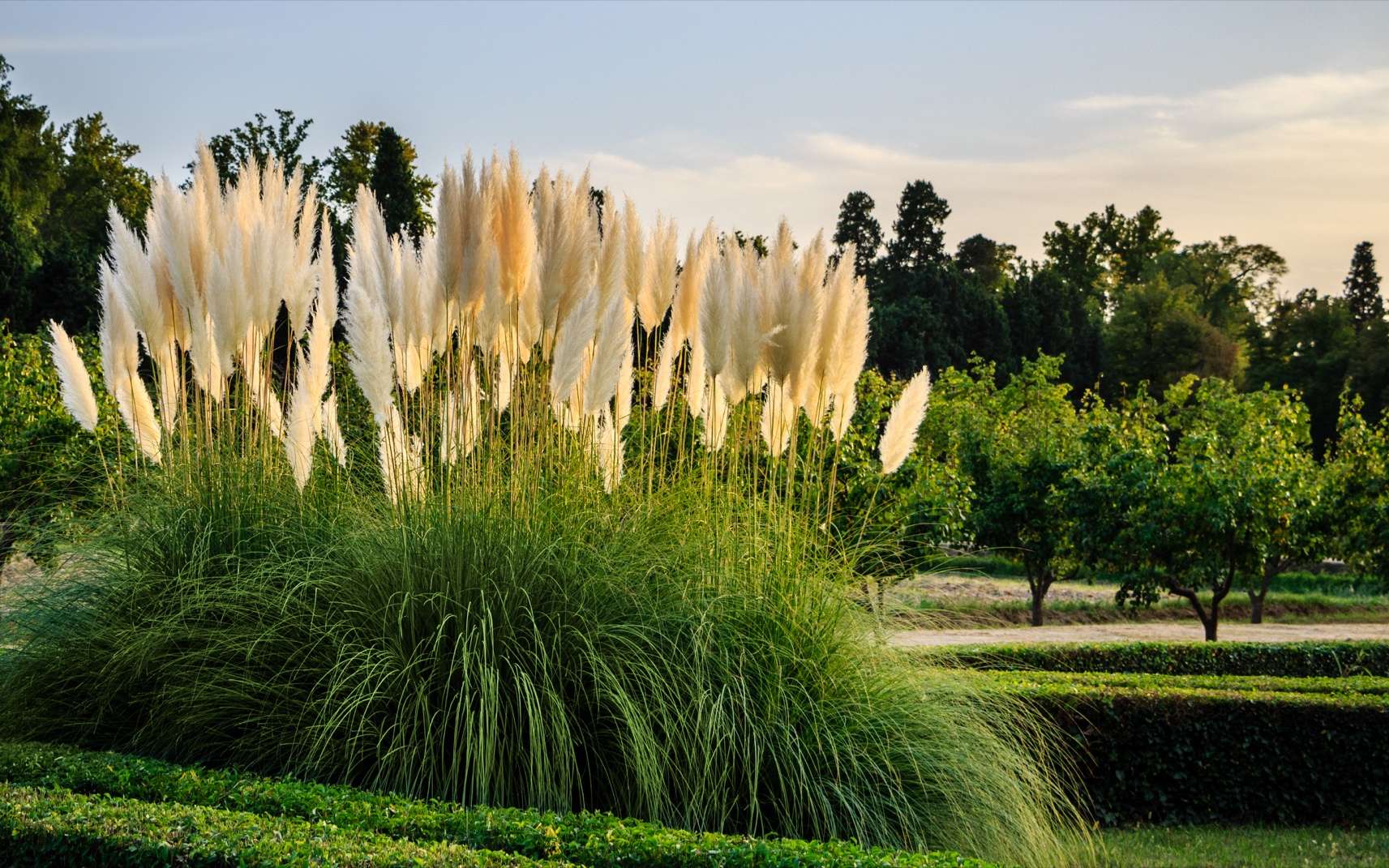 Пампасная трава в ландшафтном дизайне сада фото и описание