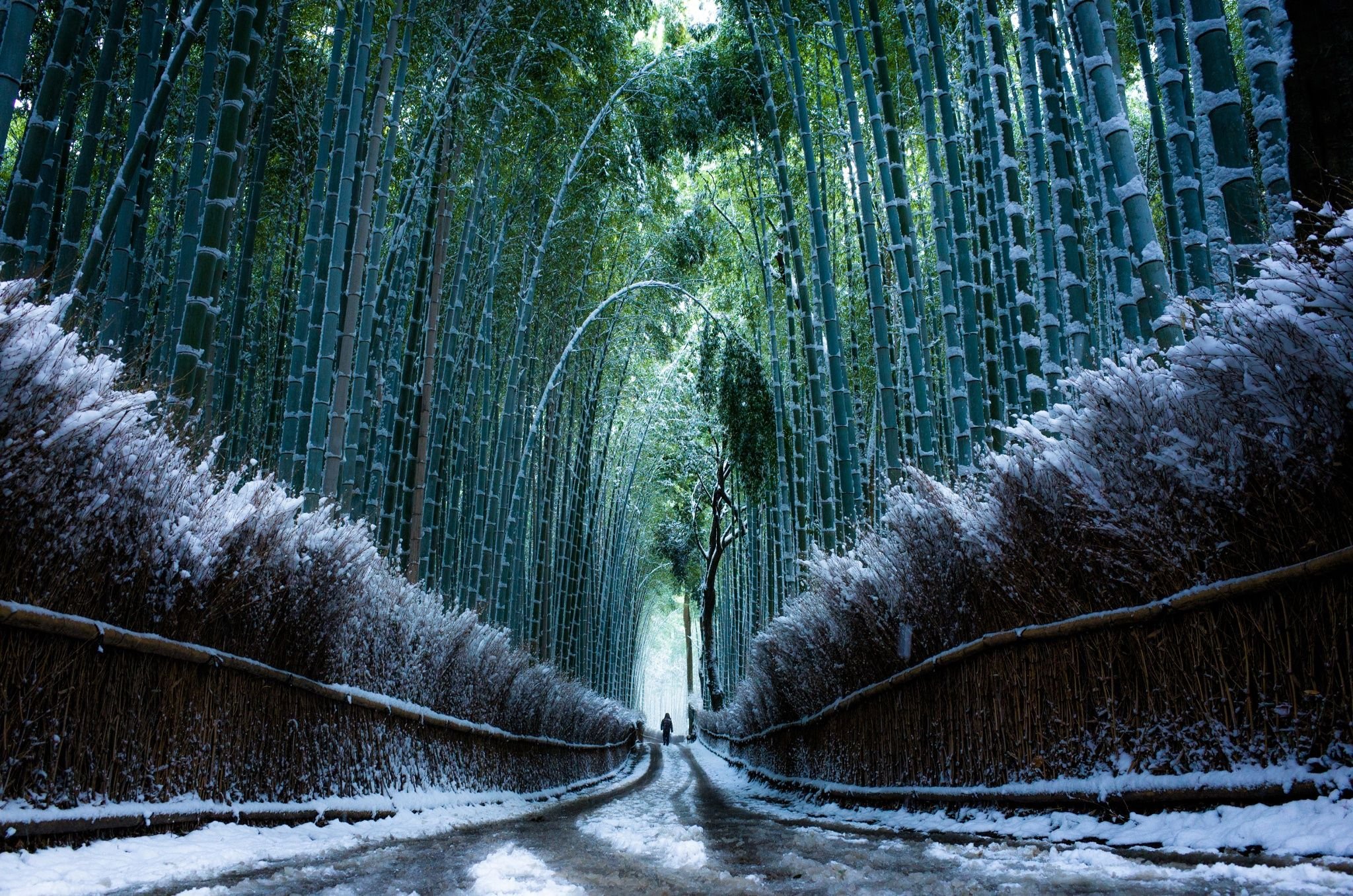 Бамбуковый лес Киото зимой