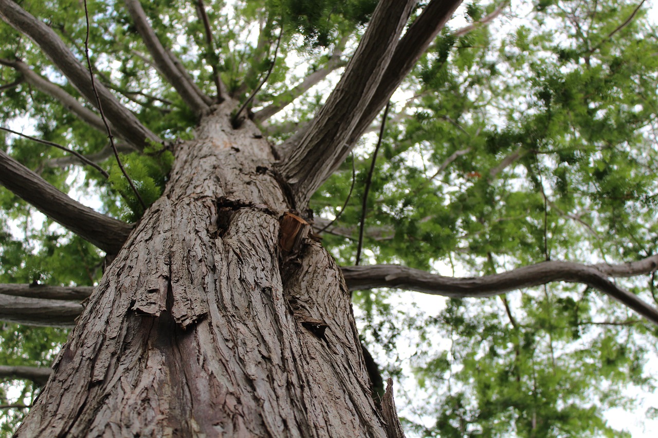 Тулипвуд дерево в природе