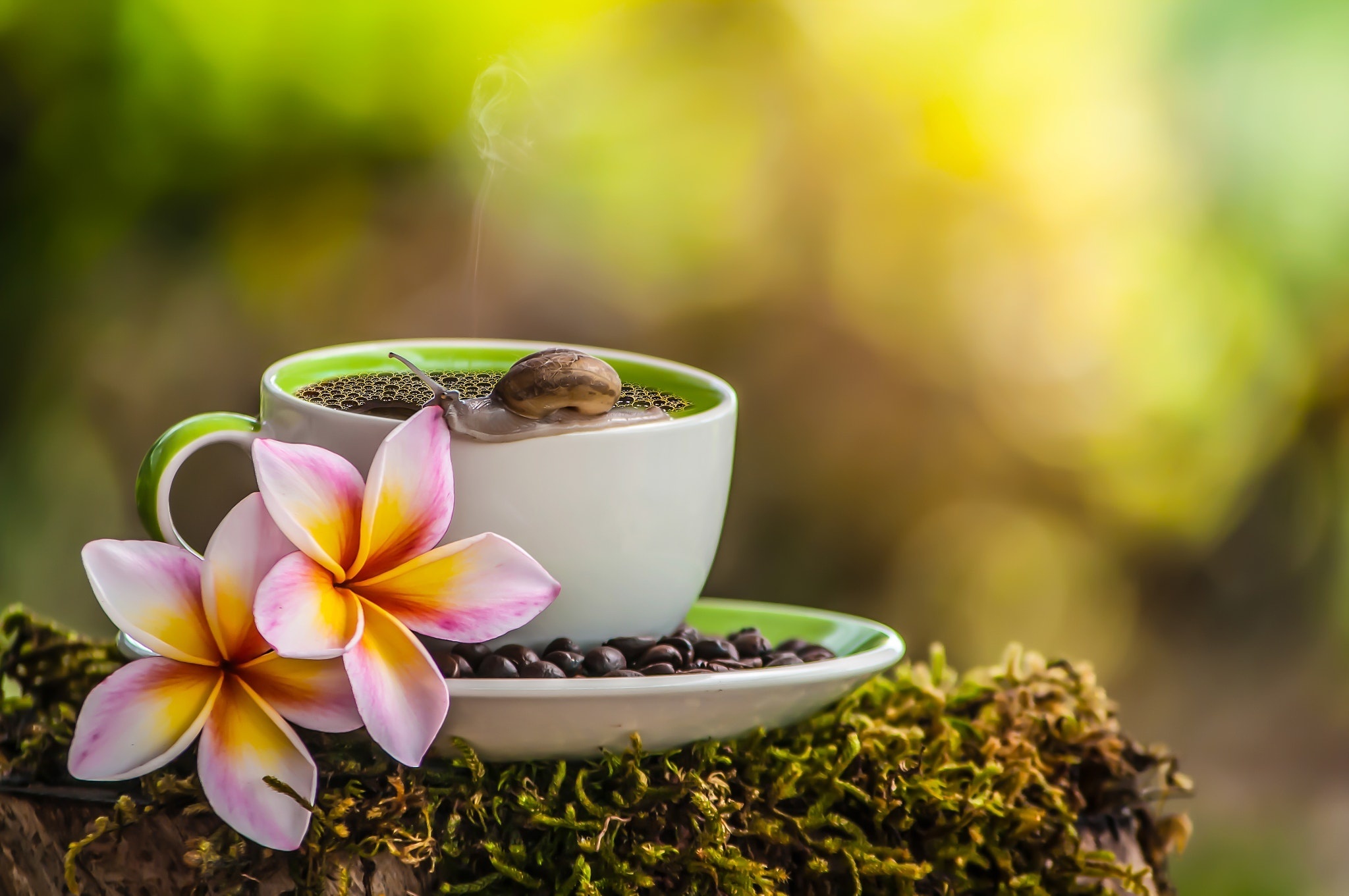 Чай на природе с цветами