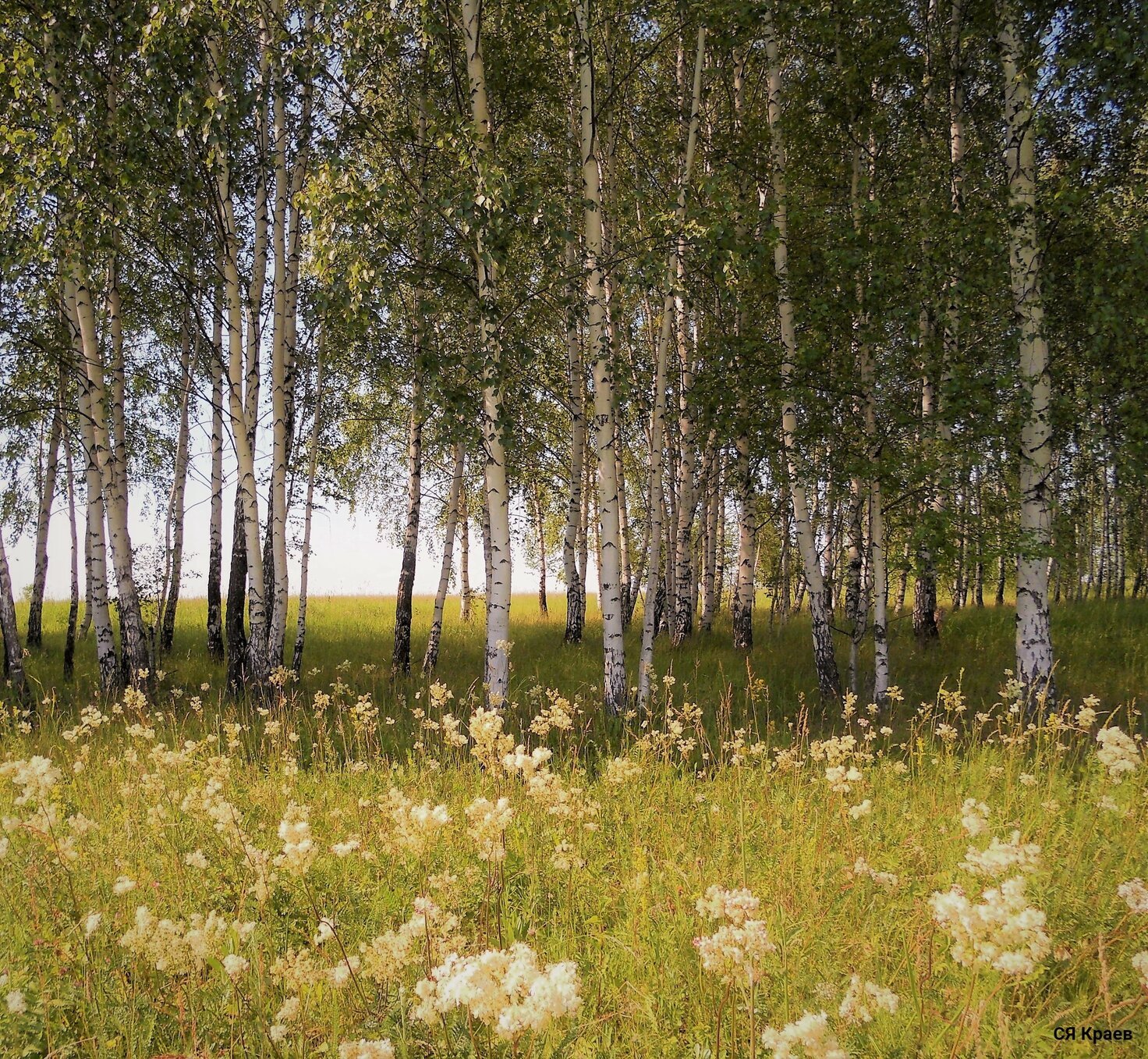Природа Рязанской области фото