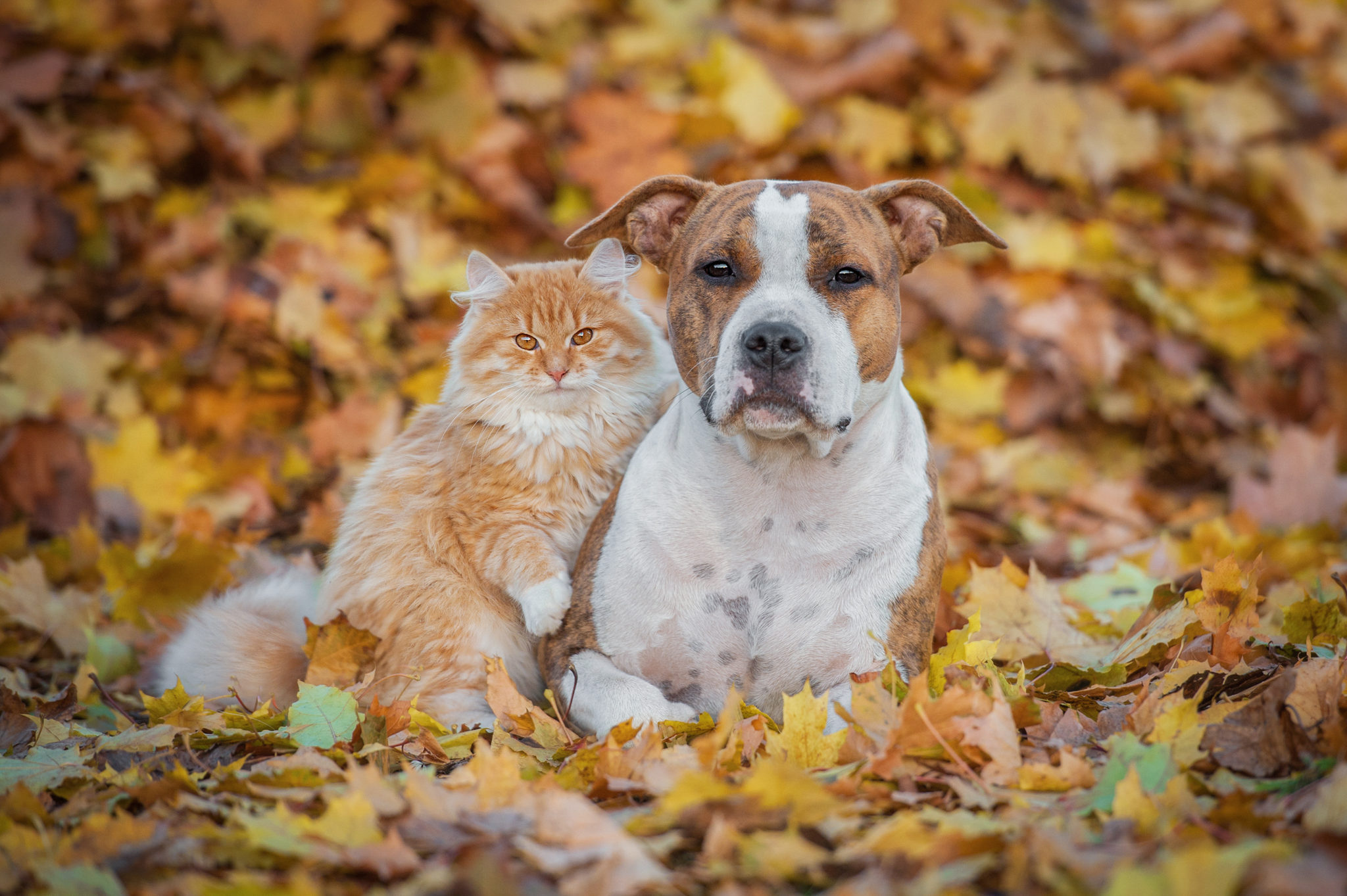 Кот и собака осень