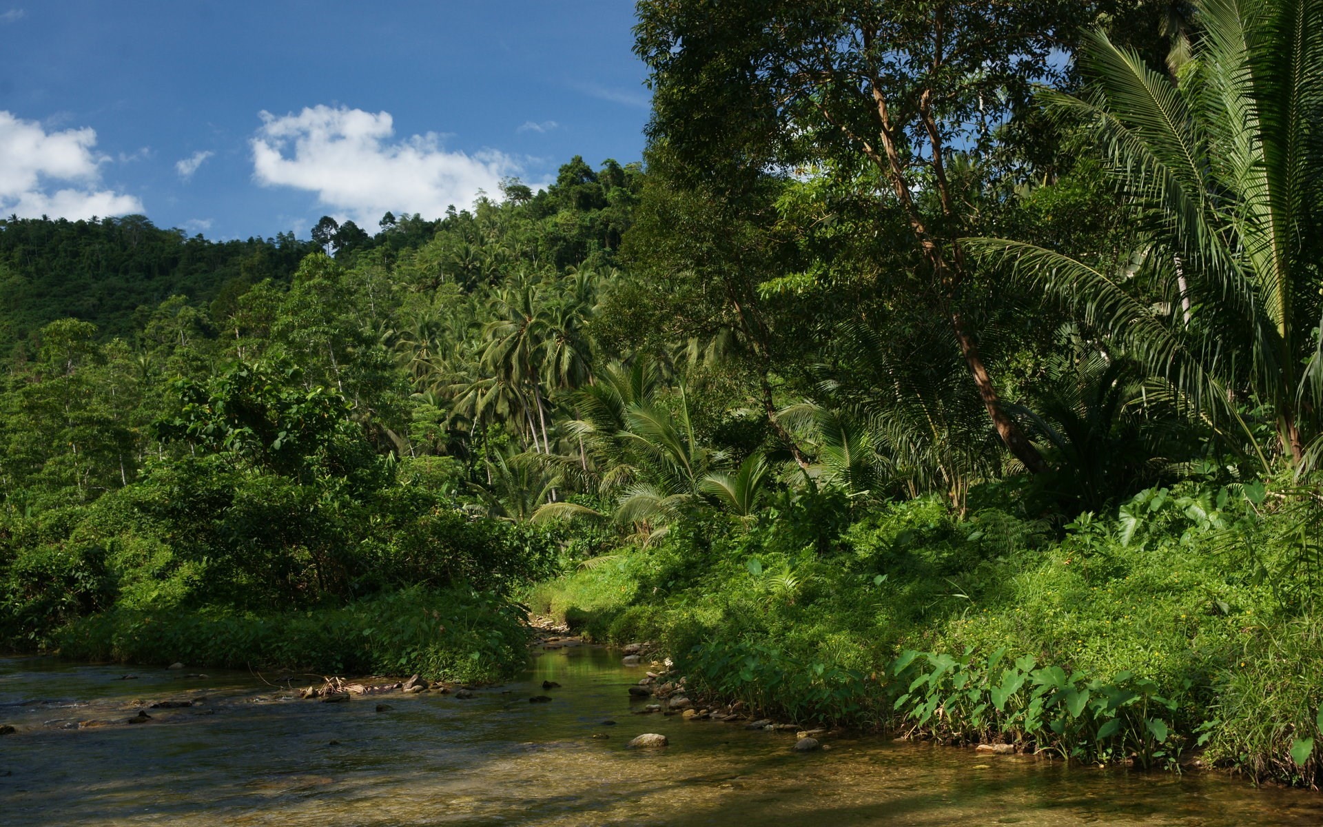 Филиппины природа джунгли