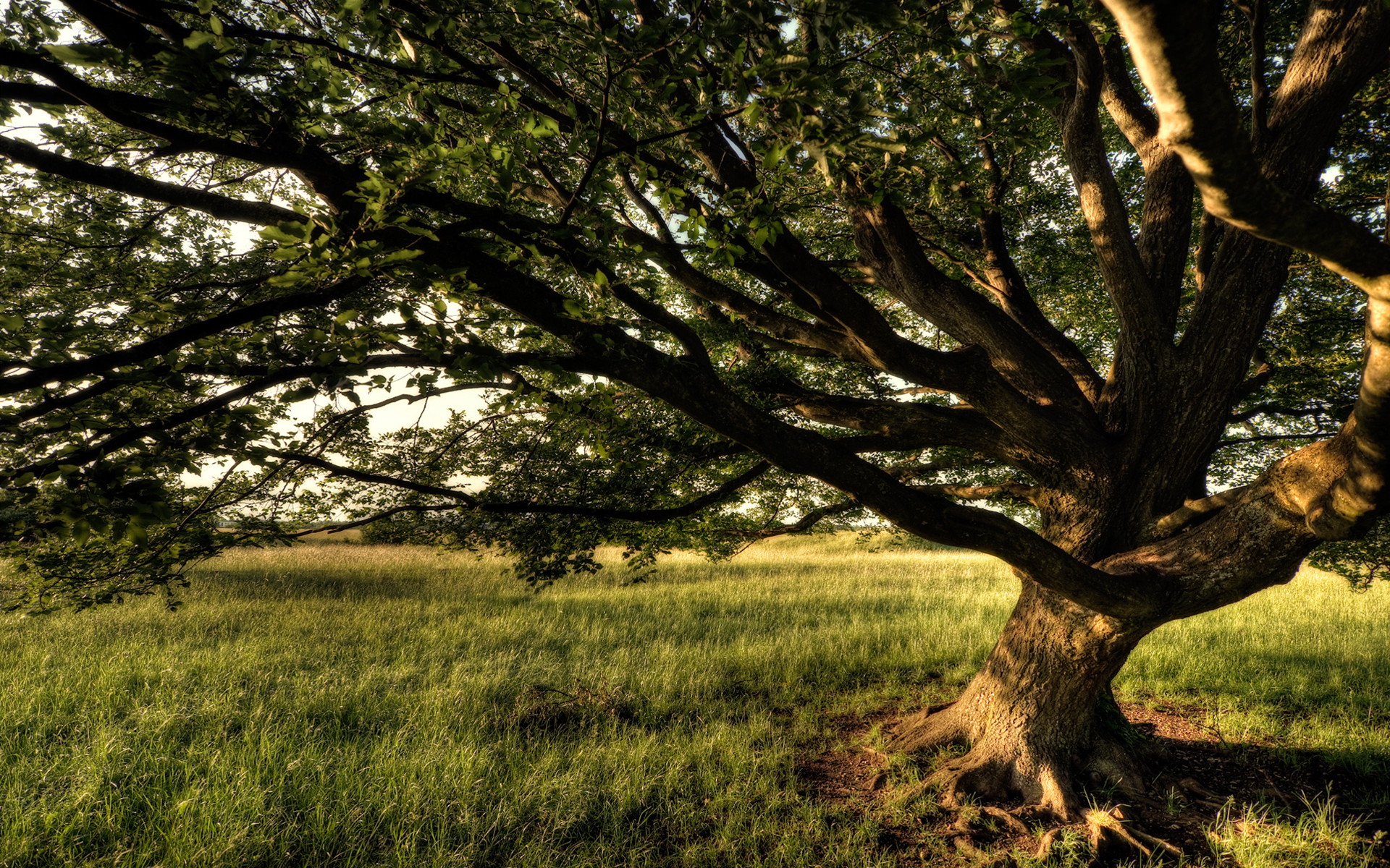 Деревья Фото Высокого Качества