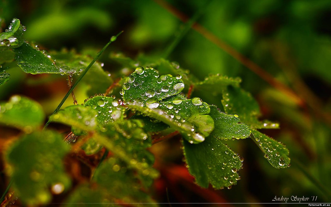 Природа после дождя