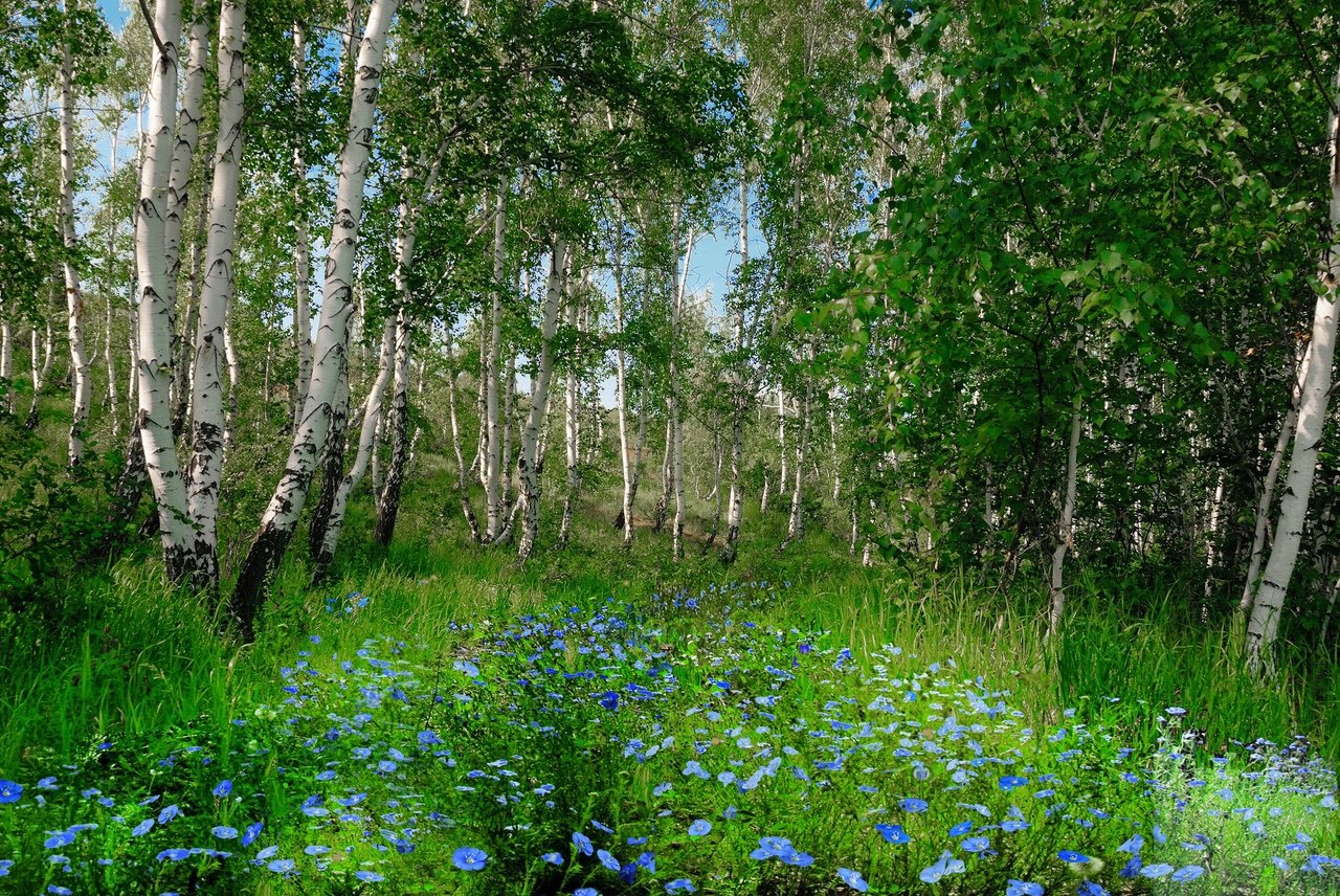 Березовые леса Южного Урала