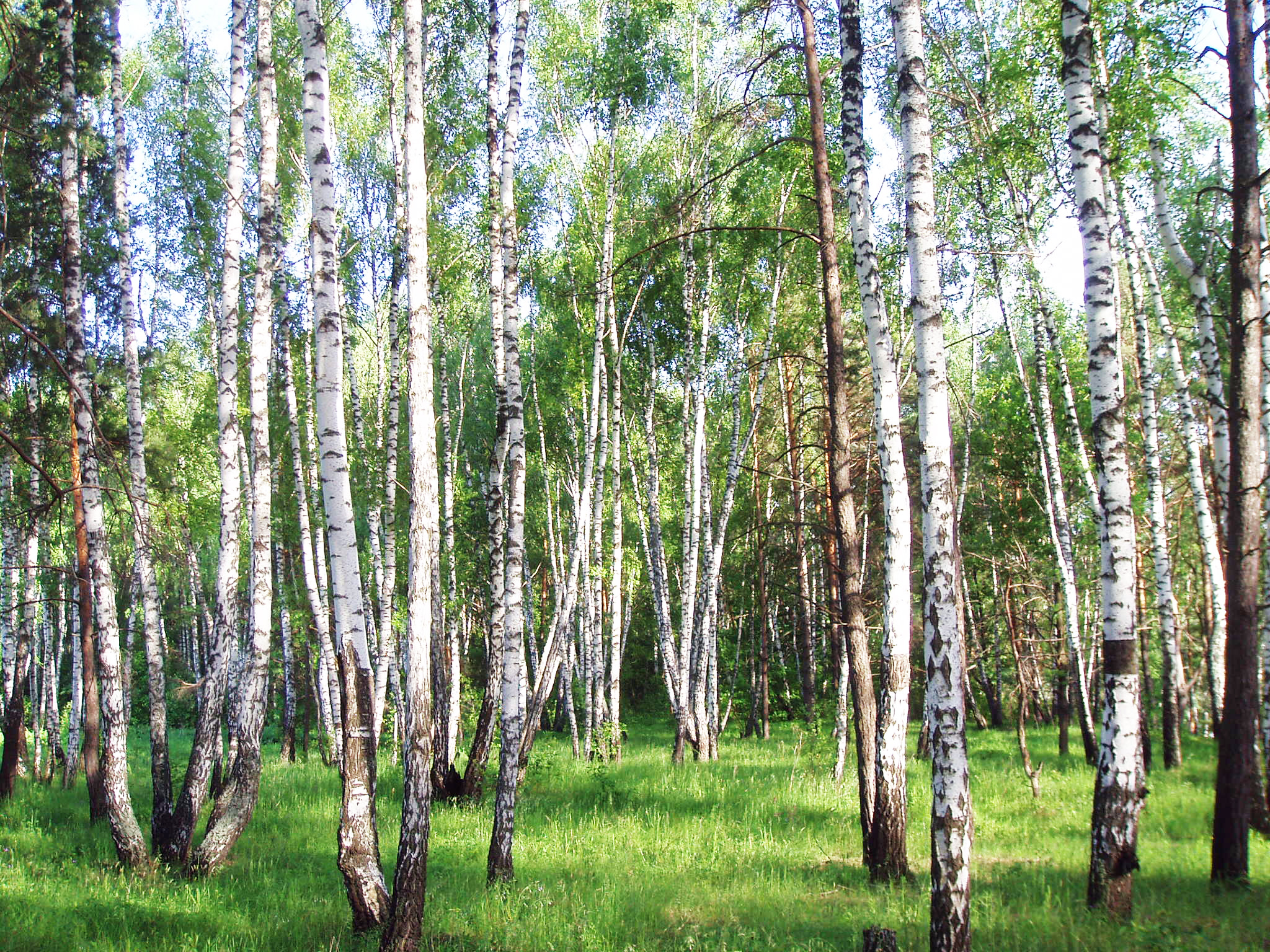 Природа Калуги и Калужской области