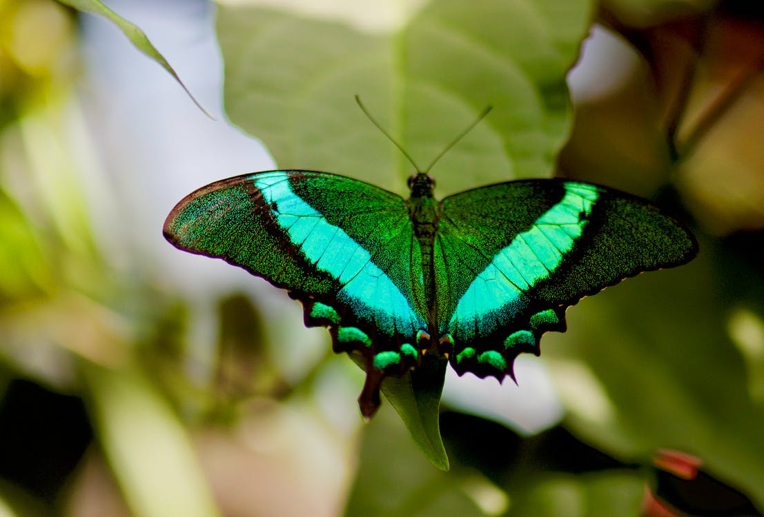 Зеленый Махаон бабочка