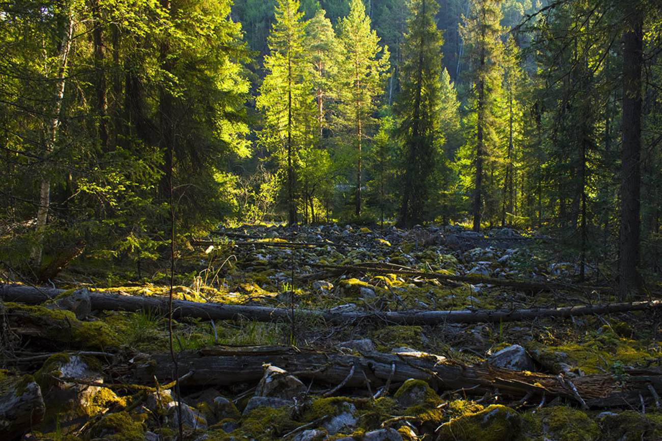 Тайга лес Новосибирск