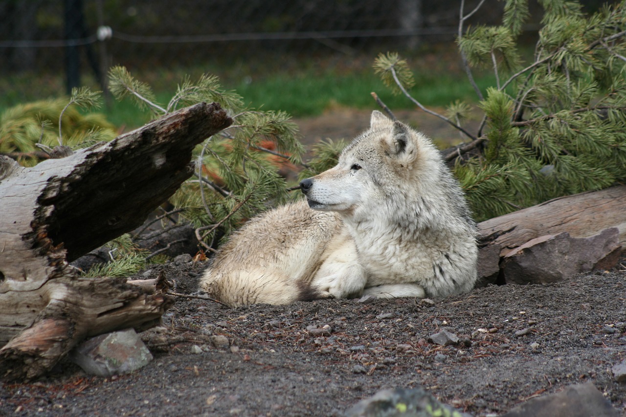 Полосатый волк фото